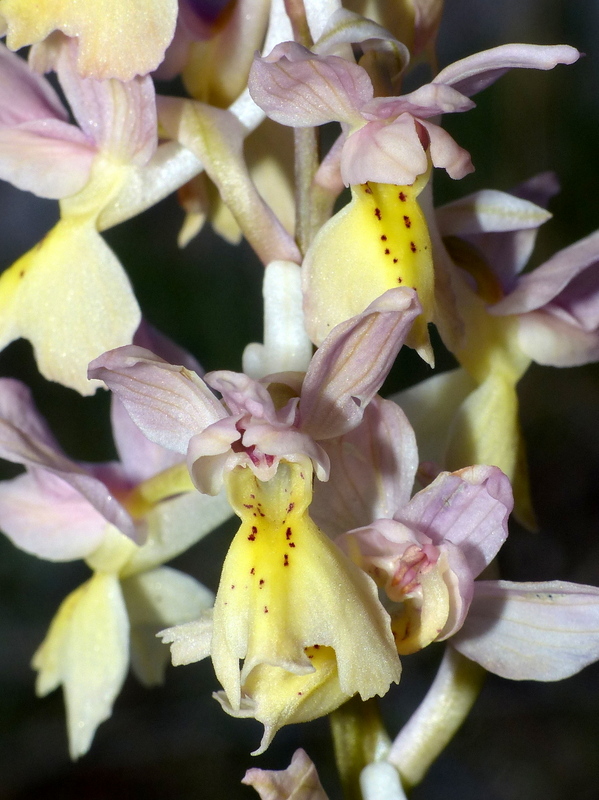 Marsica 2022, Monte Girifalco e Monte Arunzo  Le orchidee e la storia.